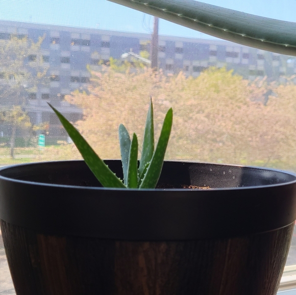 2 Baby aloe pup - Picture 4 of 9